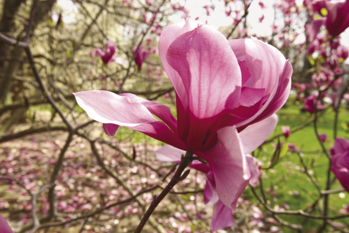 Magnolia ‘Spectrum’