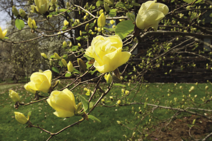 Magnolia ‘Lois’