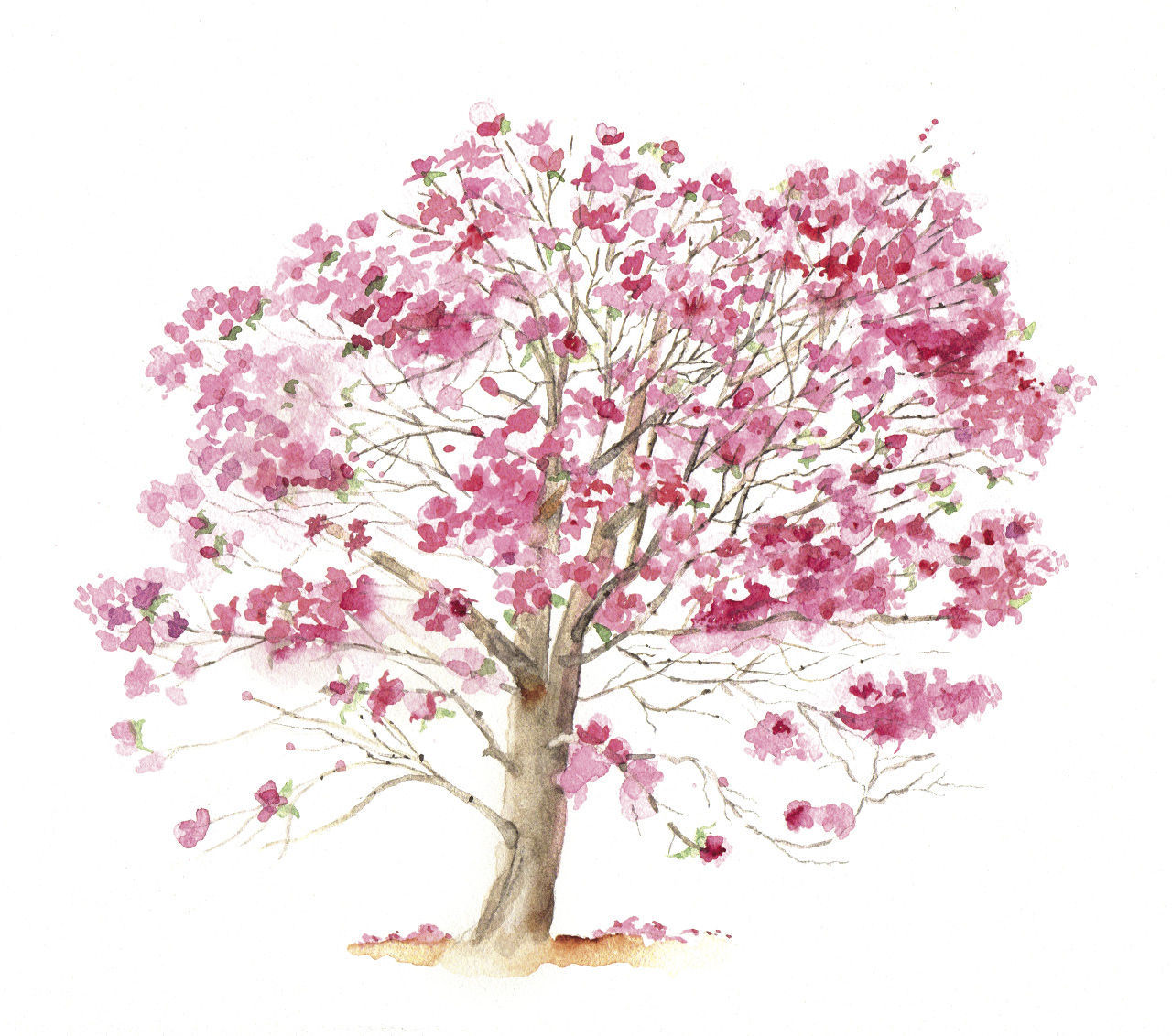 Illustration of Magnolia ‘Spectrum’ tree