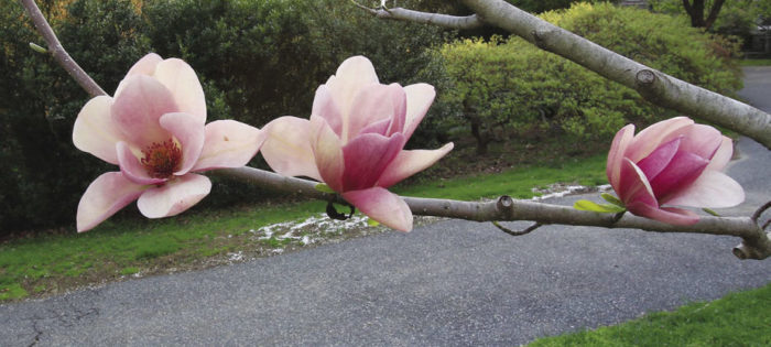 Magnolia ‘Coral Lake’