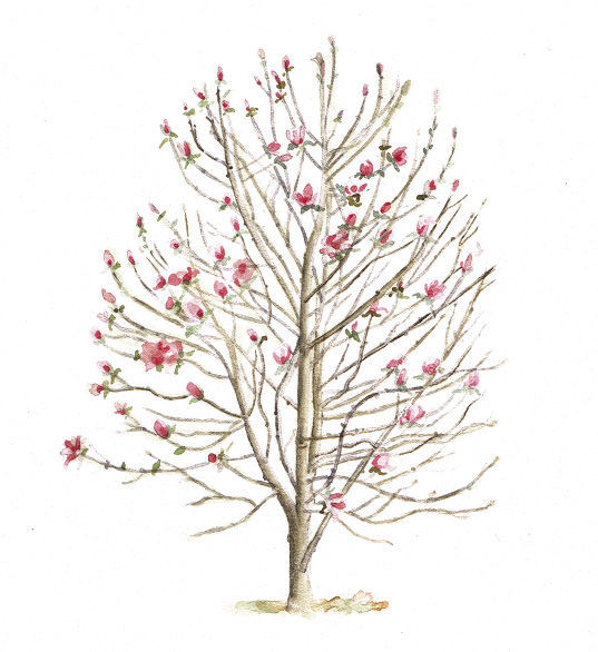 Illustration of Magnolia ‘Coral Lake’ tree