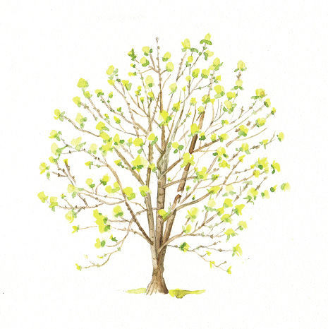 Illustration of Magnolia ‘Lois’ tree