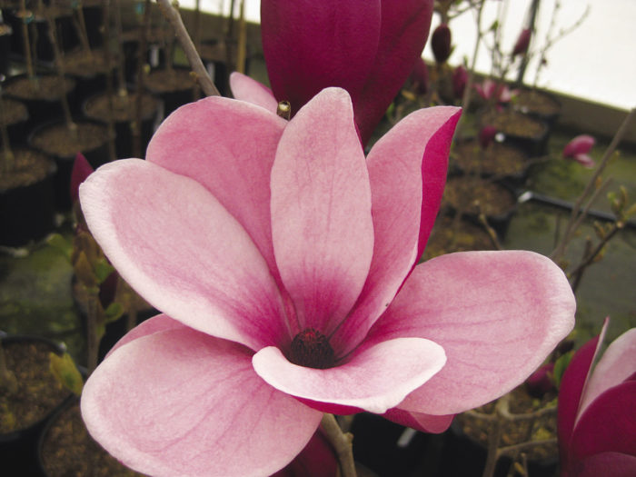 Magnolia ‘March til Frost’