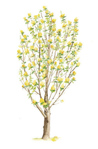 Magnolia ‘Judy Zuk’ tree illustration