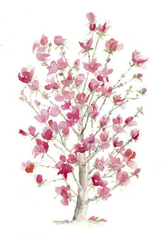 Magnolia ‘March til Frost’ tree illustration