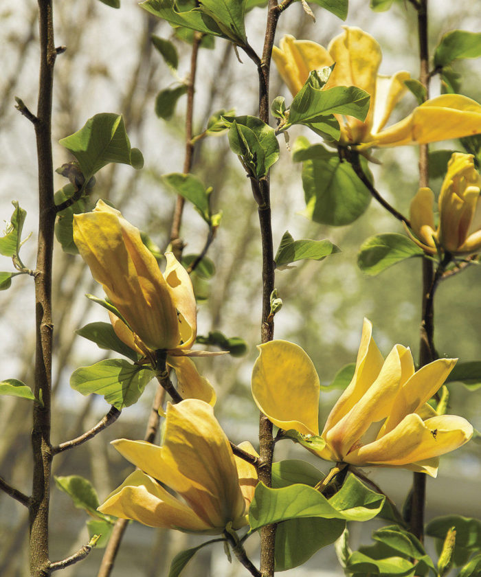 Magnolia ‘Judy Zuk’