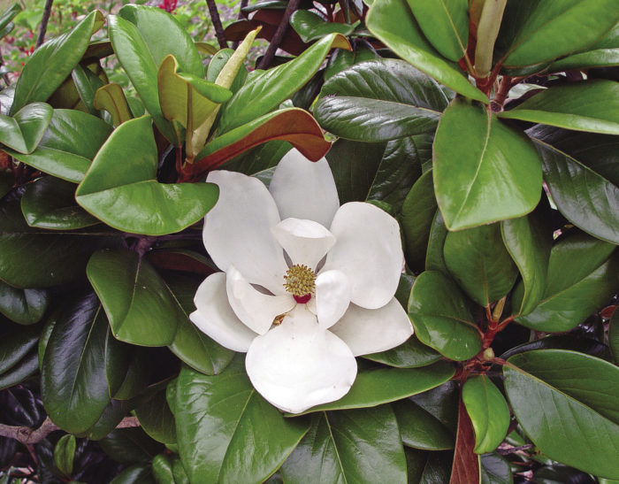 Teddy Bear® magnolia