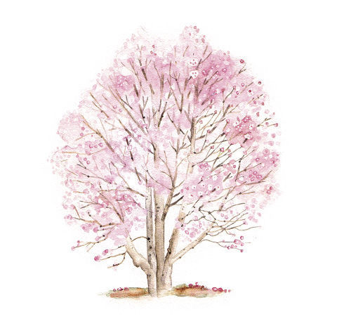 Illustration of 'Chrysanthemumiflora' tree