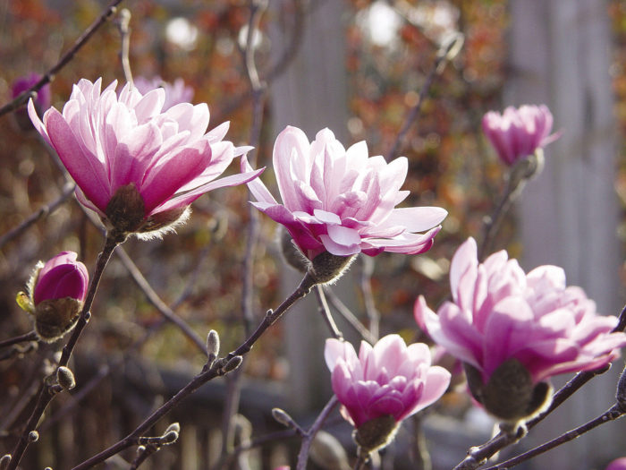 'Chrysanthemumiflora'