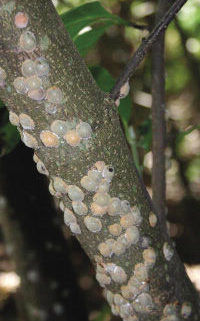 magnolia tree branch infected by Magnolia scale 