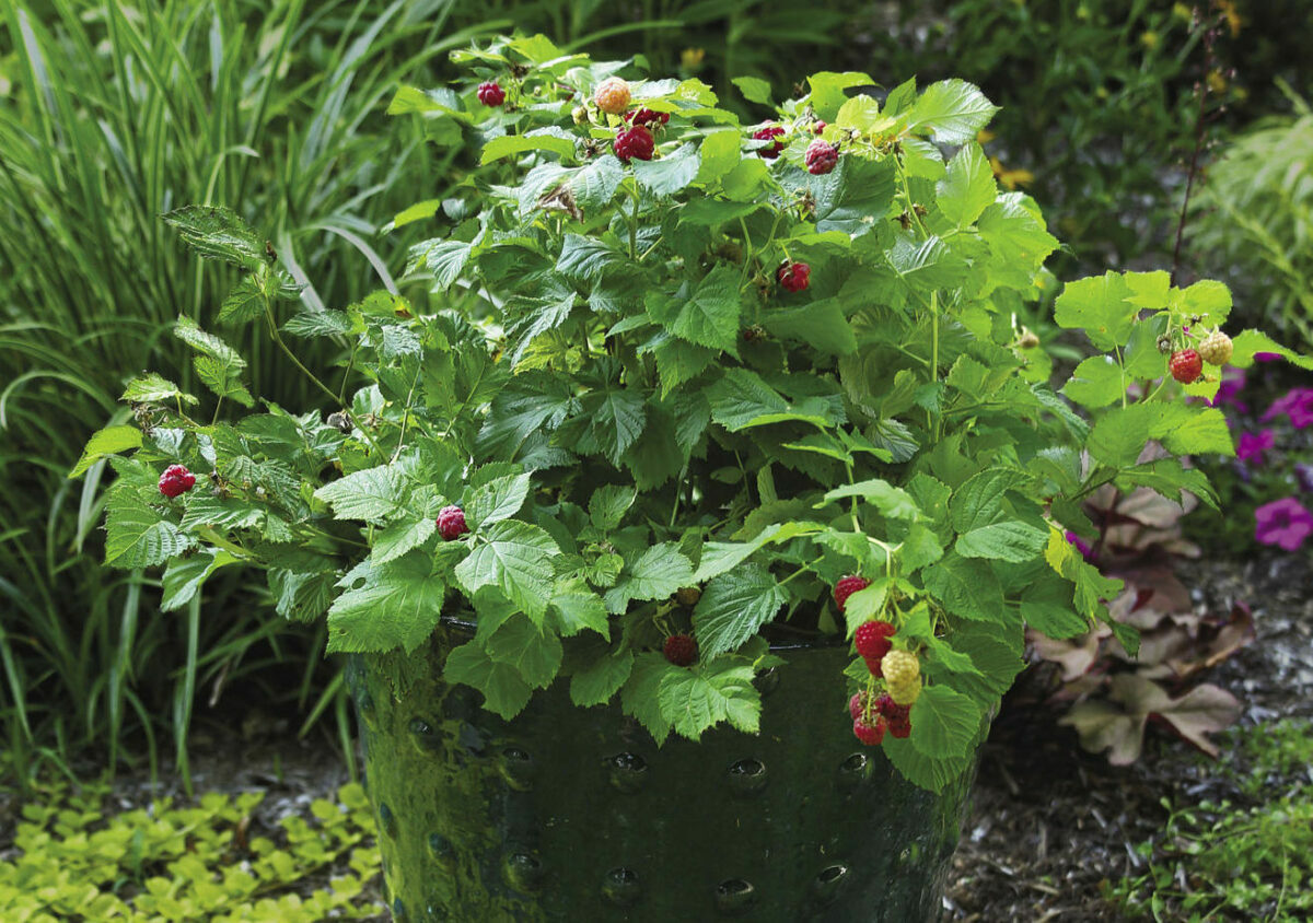 The Best Fruits to Grow in Containers - FineGardening