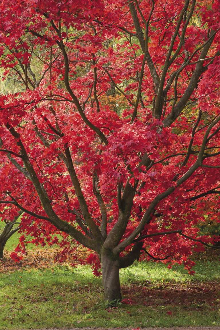 The Best Japanese Maples - Fine Gardening