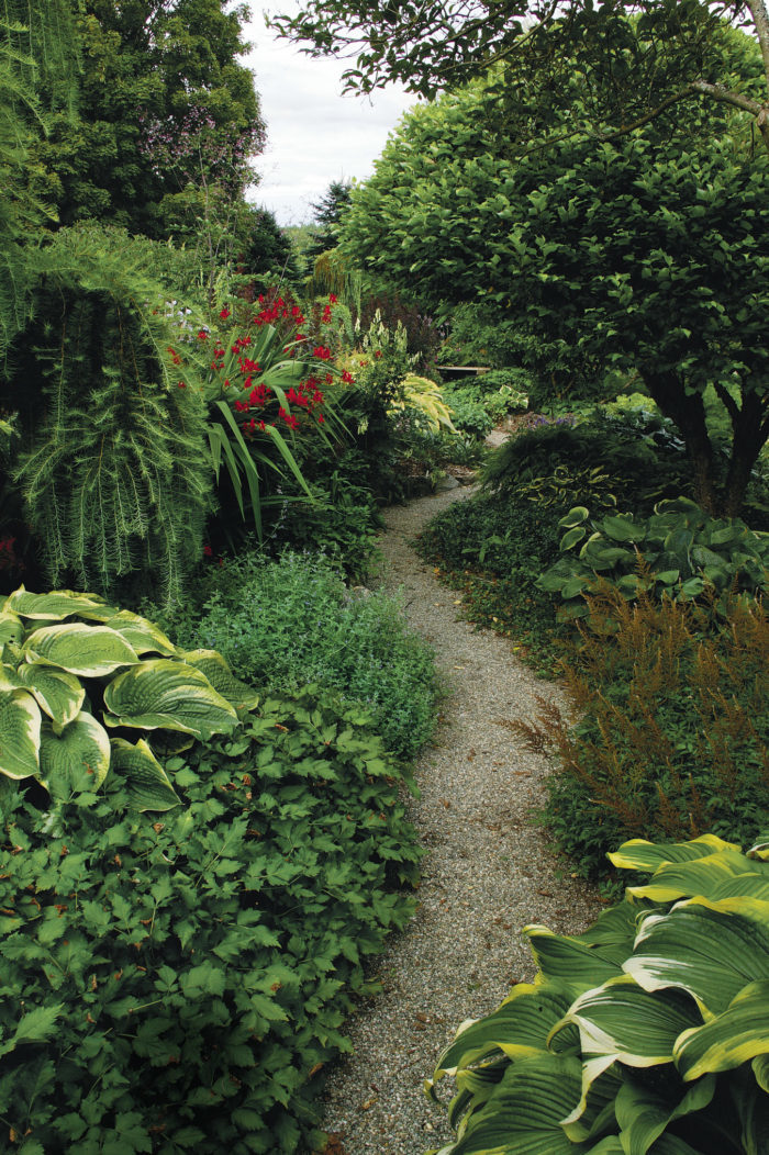 Hosta and crocosmia line a gravel path in the garden