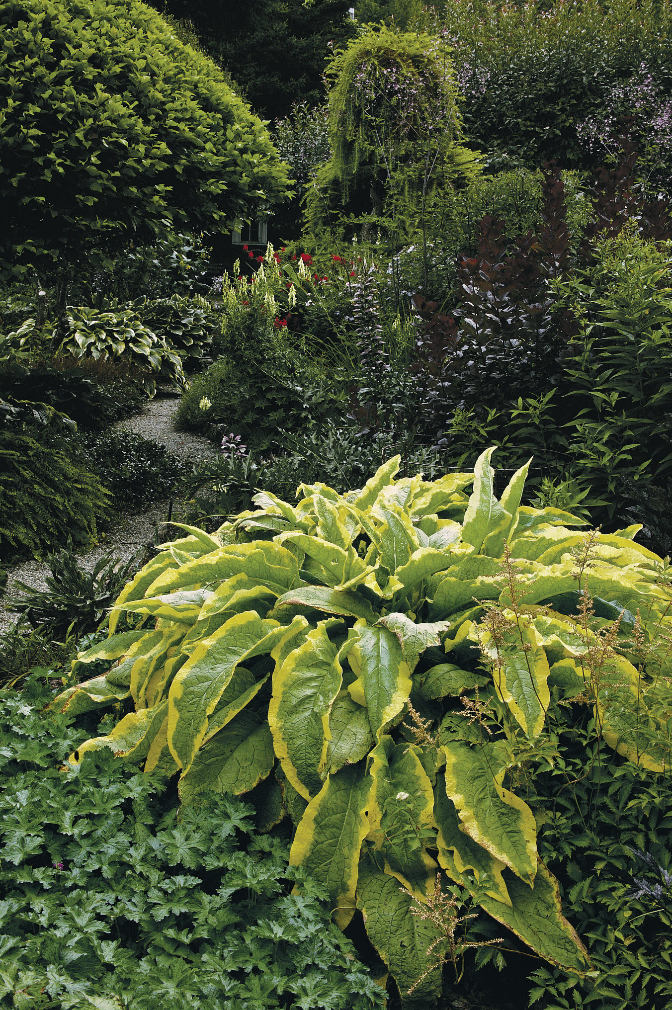 a showstopping mass of golden comfrey