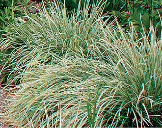Bulbous oat grass