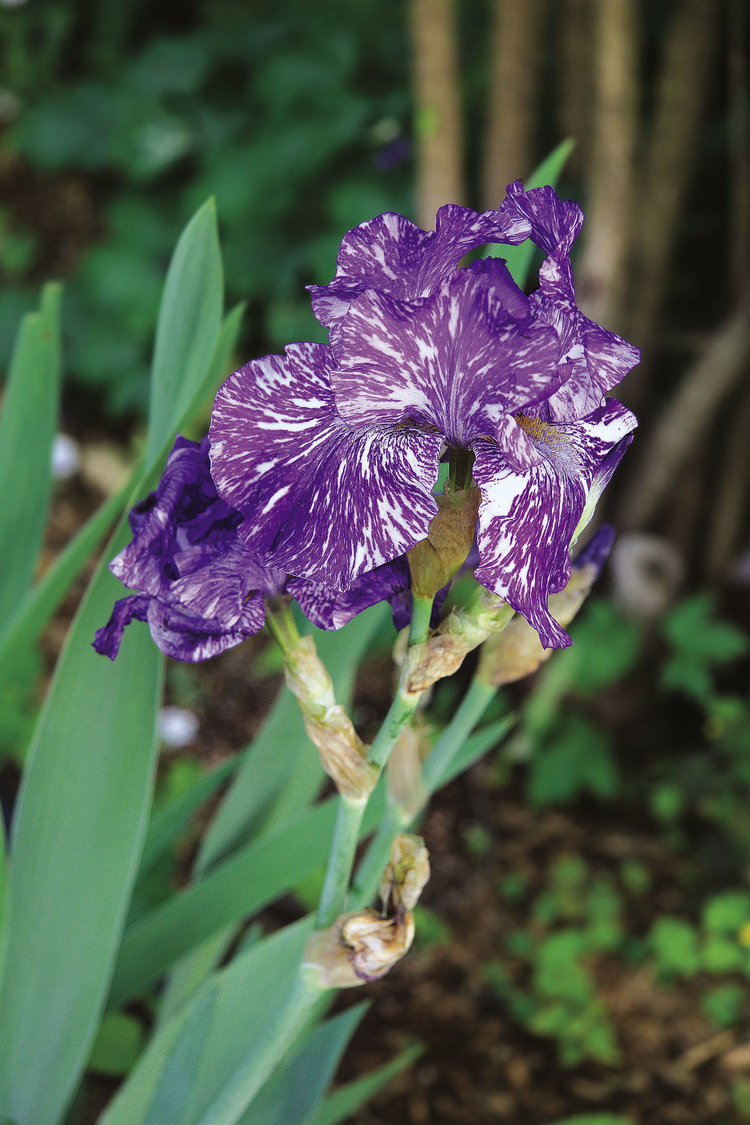 Iris ‘Batik’