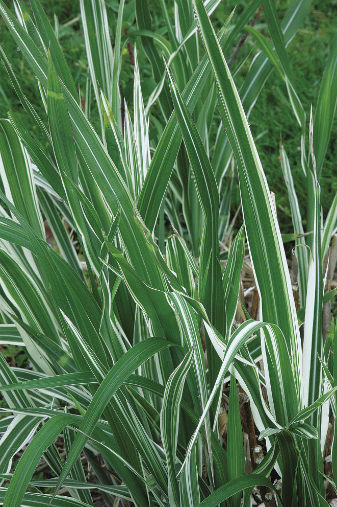 ‘Cabaret’ miscanthus