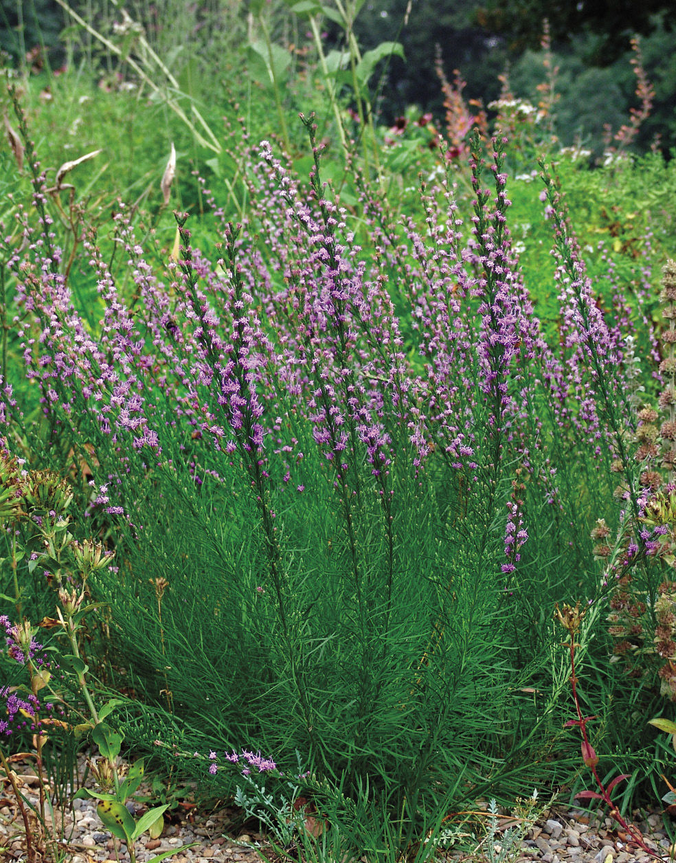 Dwarf blazing star