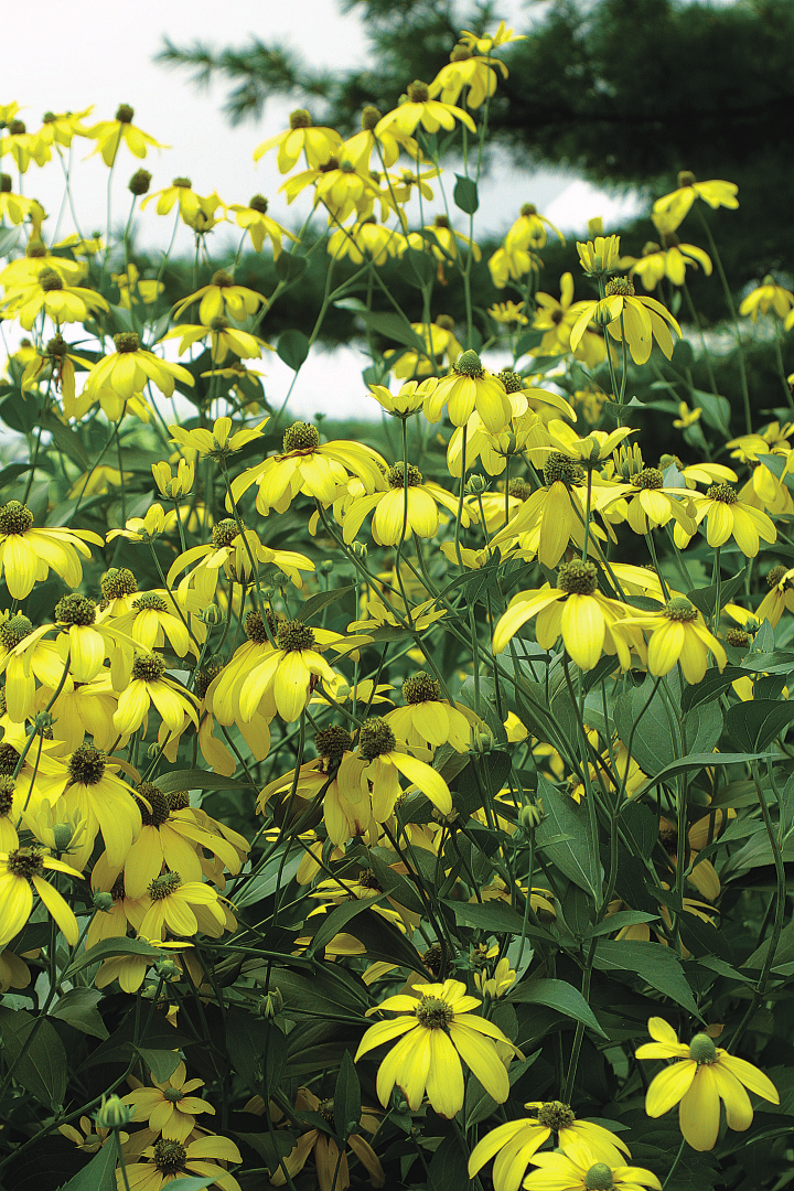 ‘Herbstsonne’ black-eyed Susan