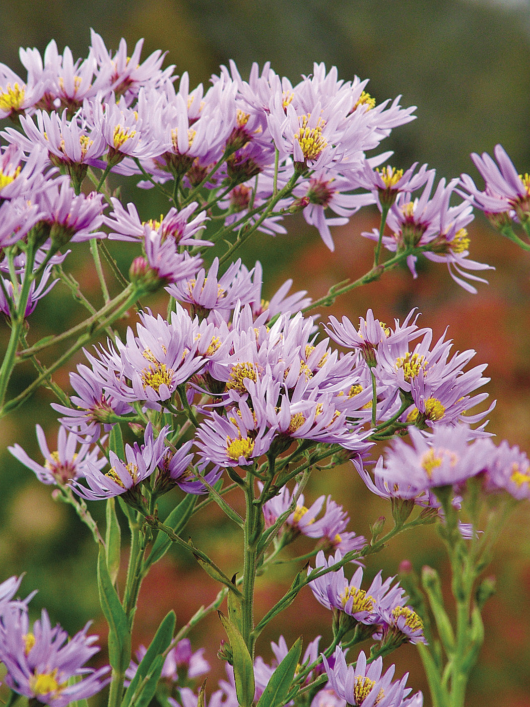 Tatarian aster