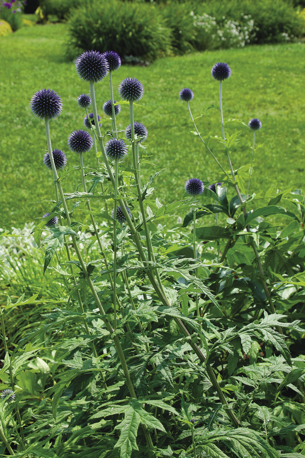 Small globe thistle