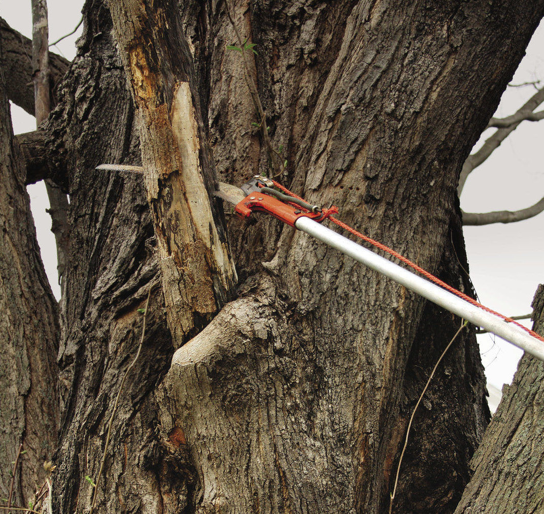 pruning a tree with a pole saw