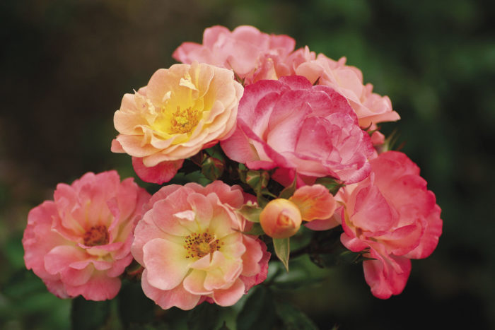 peach drift roses