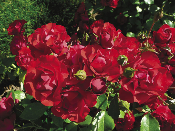 black forest rose