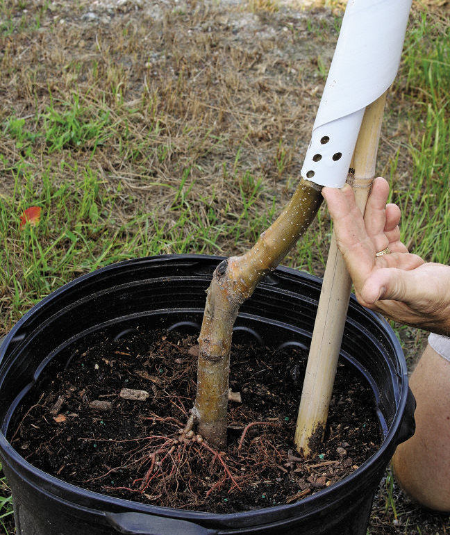 close up of fingers checking under the trunk protector of a tree in a pot