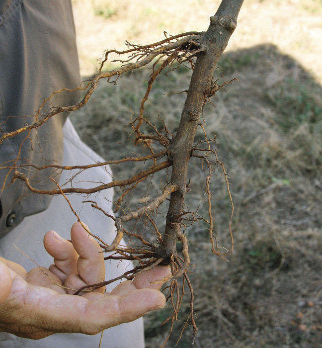 fingers showing the rootstock