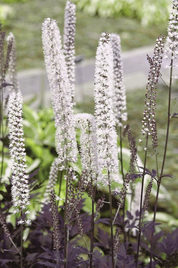 ‘Hillside Black Beauty’ bugbane 