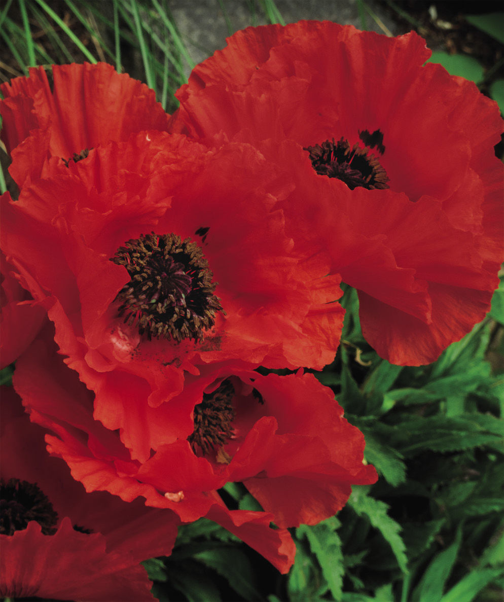 ‘Turkenlouis’ Oriental poppy