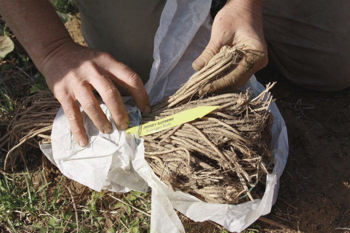 Planting roots