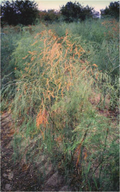 Fusarium crown and root rot