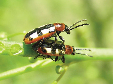 The asparagus beetle