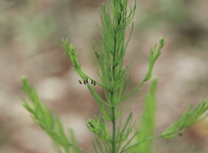 Asparagus beetles