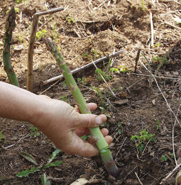 Asparagus growing