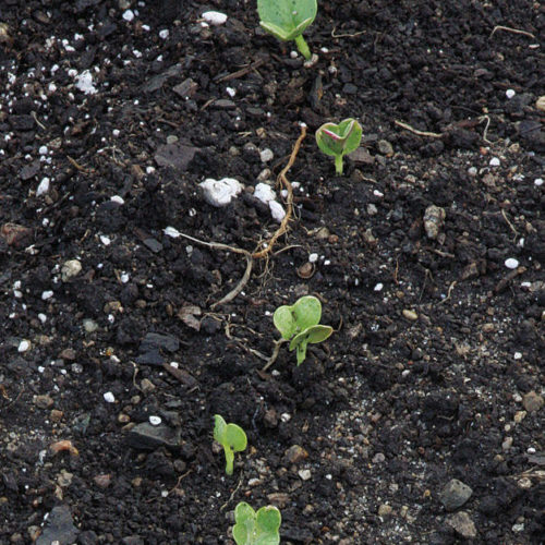 trouble with beans emerging