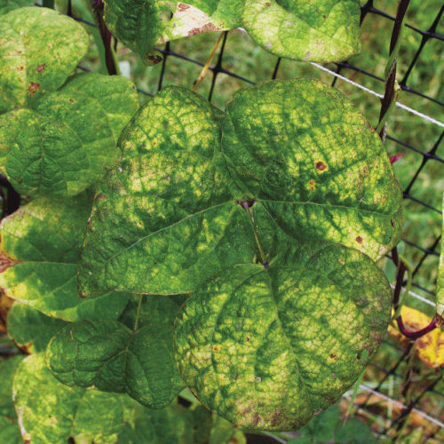 blotchy beans leaves