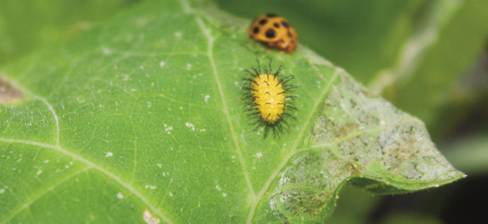 pests causing trouble on beans leaves