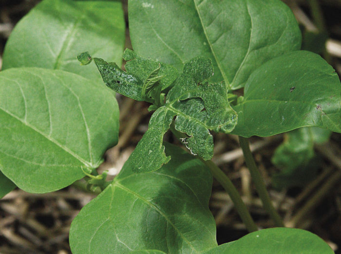 holes on beans plants