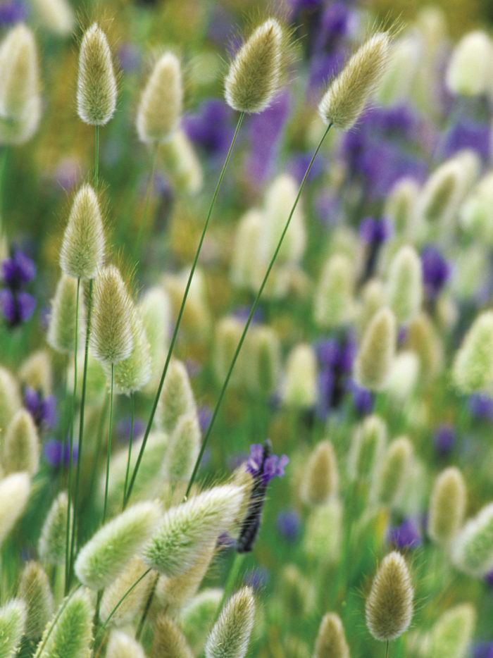 Bunny tail grass