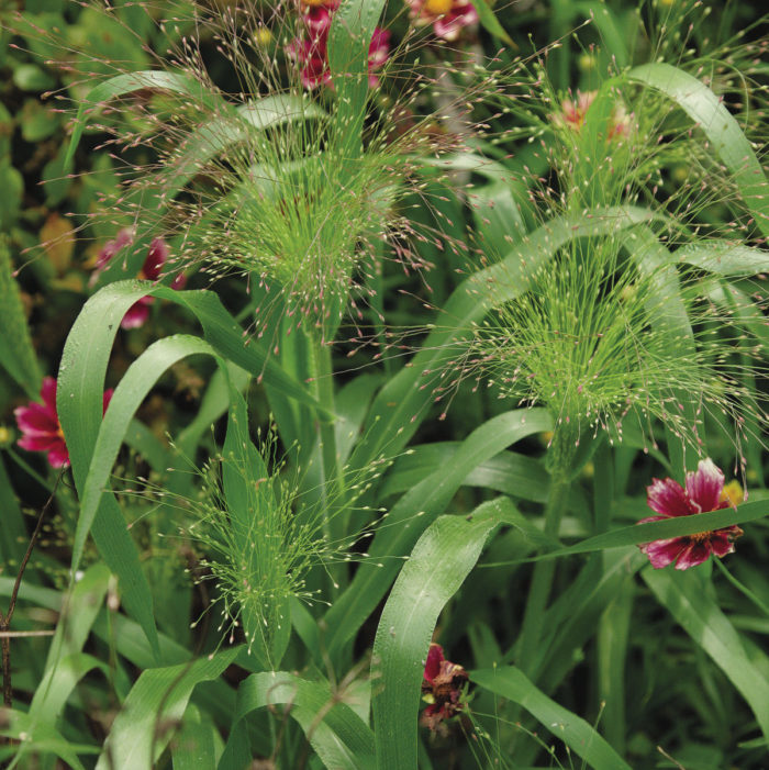 ‘Frosted Explosion’ switchgrass