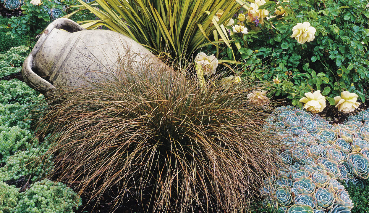 Orange New Zealand sedge