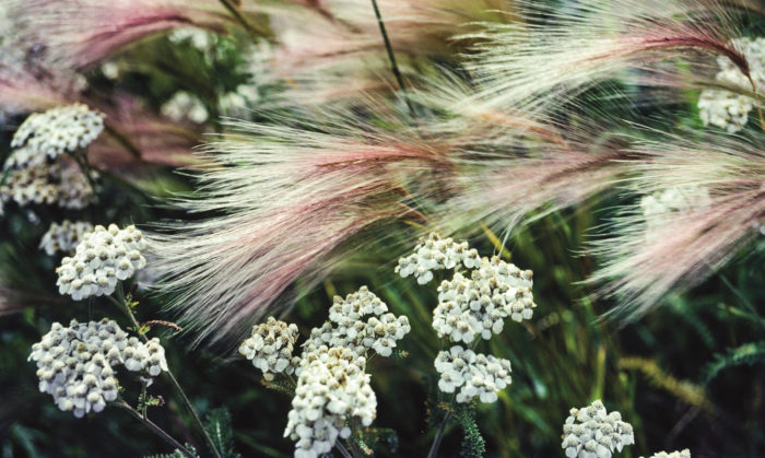 Foxtail barley