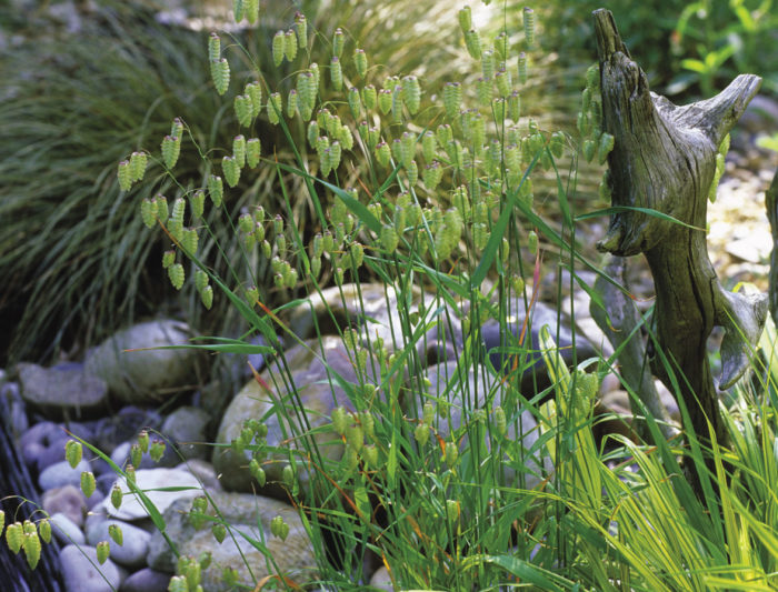 Big quaking grass