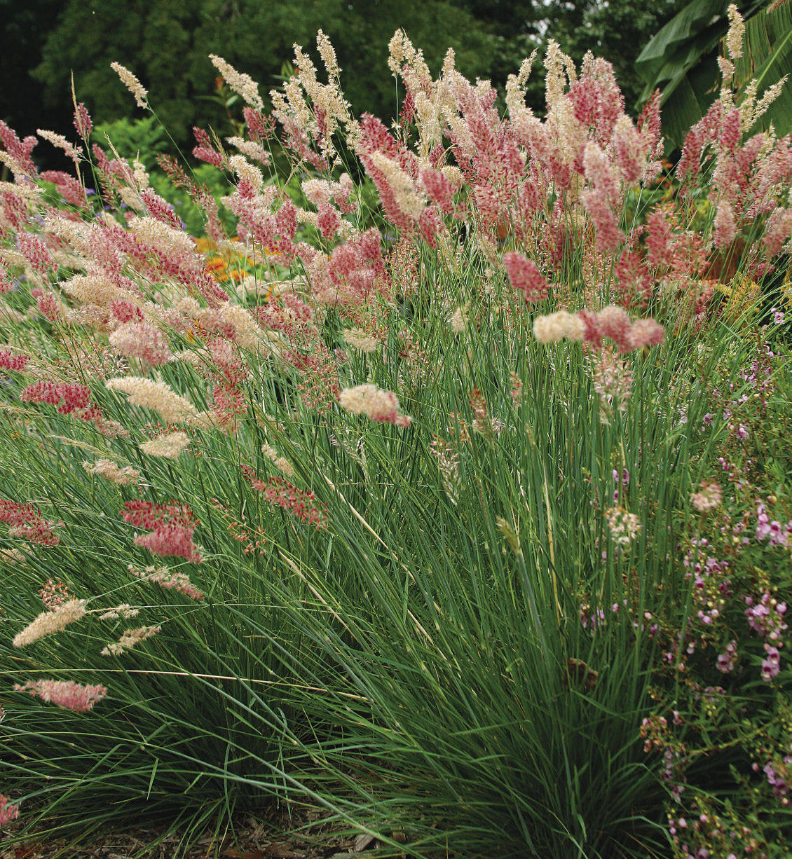 Pink Pampas Grass  Greenwood Nursery