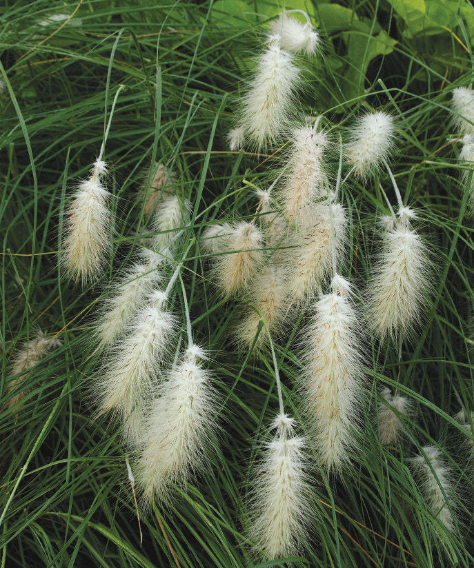 Feathertop grass