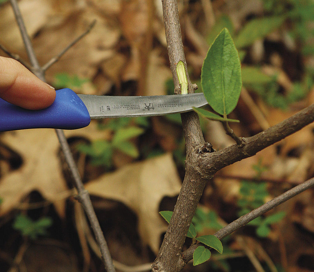 prevent shrub damage