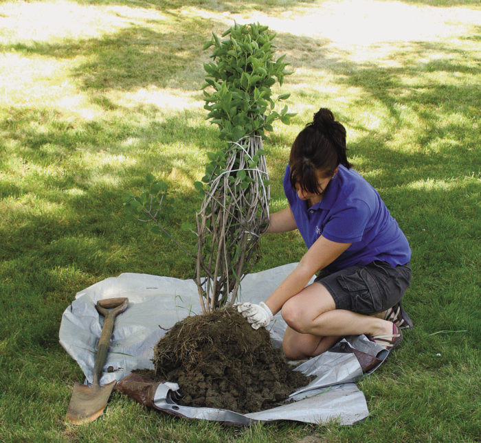 Viburnum root-ball